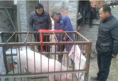 地磅秤稱(chēng)豬